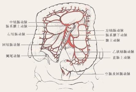 artery约在第一腰椎高度起自腹主动脉前壁,在脾静脉和胰头的后方下行