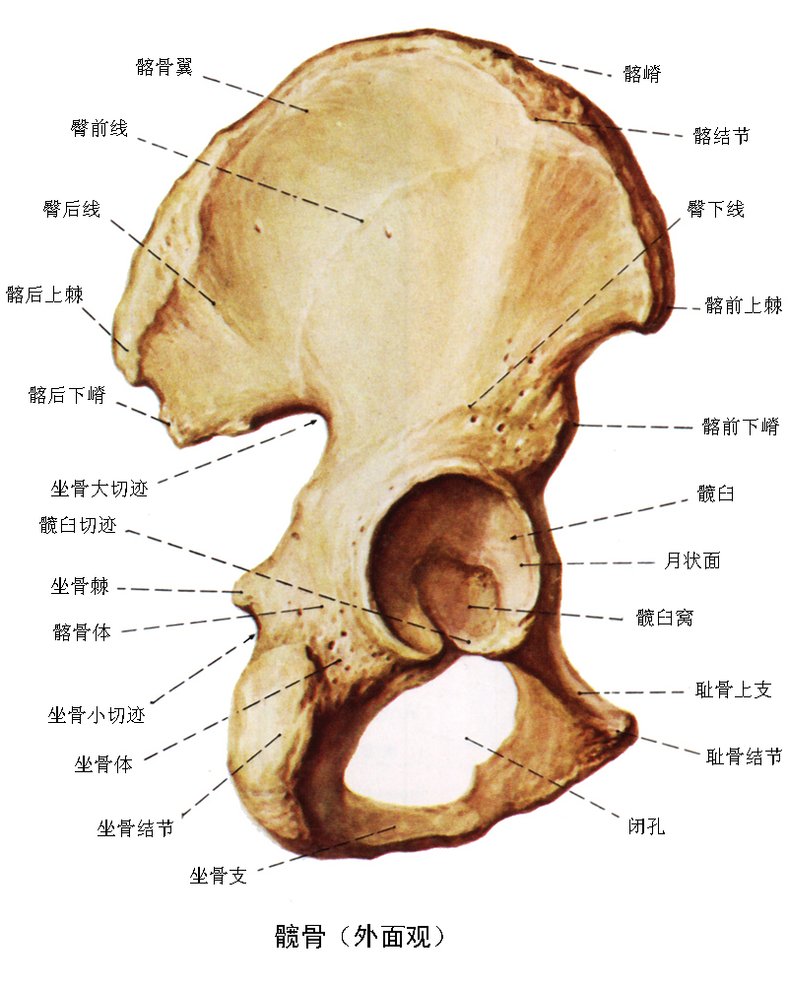 与股骨头相关节,其底部中央粗糙,无关节软骨附着,称为髋臼窝