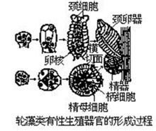 轮藻门的有性生殖器官发达,雌性生殖器官称为藏卵器.