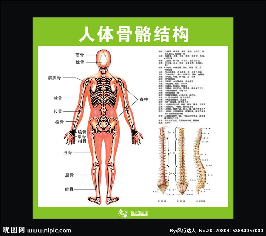 人体骨骼