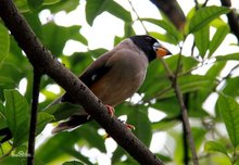 黑头蜡嘴雀东北亚种