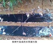 泓森槐项目可行性分析报告