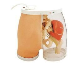 臀部肌肉注射训练及对比模型