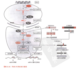 dsRNA