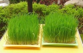 小麦草安息日会