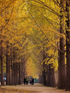 北京深秋的故事