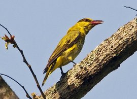 黑枕黄鹂弗洛勒斯海亚种