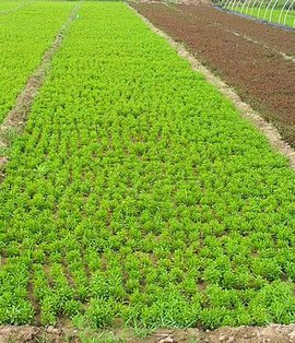 湖南城步苗乡筑牢生态屏障 走出绿富同兴新途径