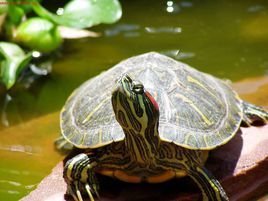 巴西龟无公害养殖技术