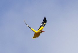 黑枕黄鹂小巽他群岛亚种