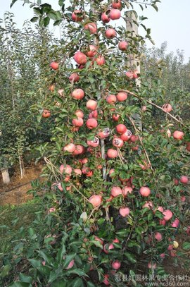苹果矮化密植丰产栽培技术_360百科