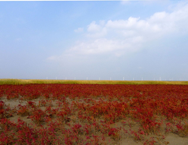 大丰国家海涂湿地公园