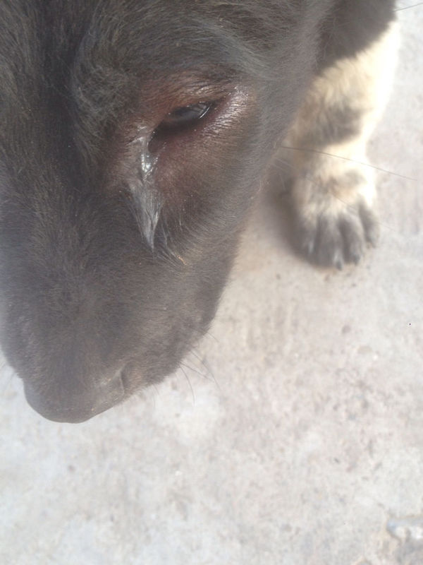 我家小狗三个月大了 今天突然看到眼睛肿了 前