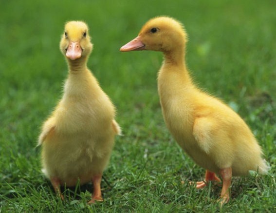 幼鹅和幼鸭的图片区别_360问答