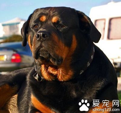 罗威纳犬如何饲养 补充适量的维生素类_360问