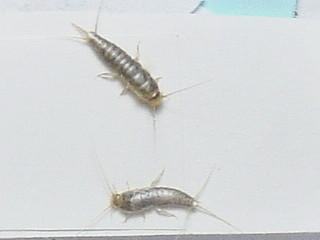 家里有一种不知名的虫子:大概有一厘米长,身体