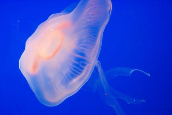 壁纸 动物 海底 海底世界 海洋馆 水族馆 鱼 鱼类 600_402