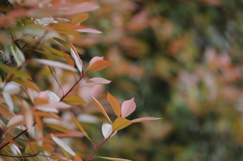 谁能告诉我这张单反图片的快门 光圈 光感度分