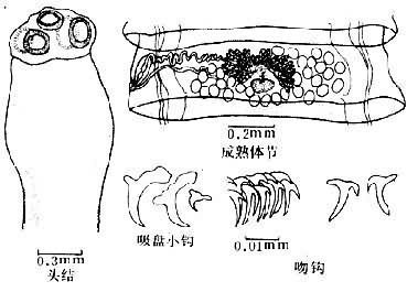 是动物分类学的一个阶元, 即绦虫纲中的四叶目瘤槽科中的一属.