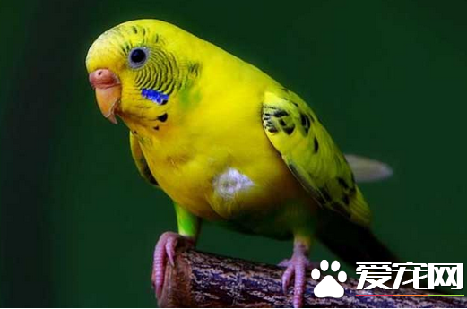 怎样喂养虎皮鹦鹉 准备一个舒适宽敞的鸟笼_3