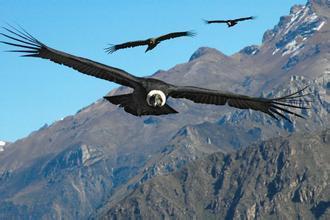 世界上最凶猛的鸟是哪个_360问答