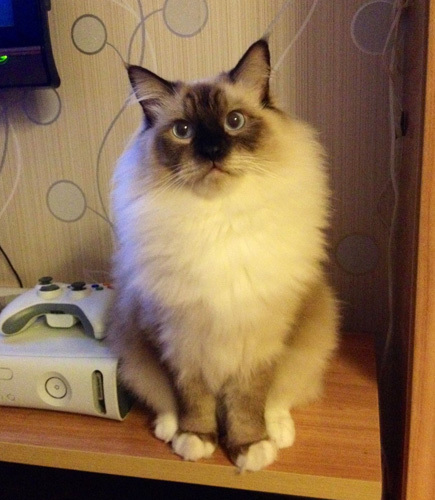 布偶猫吃什么 补充营养一样非常重要_360问答