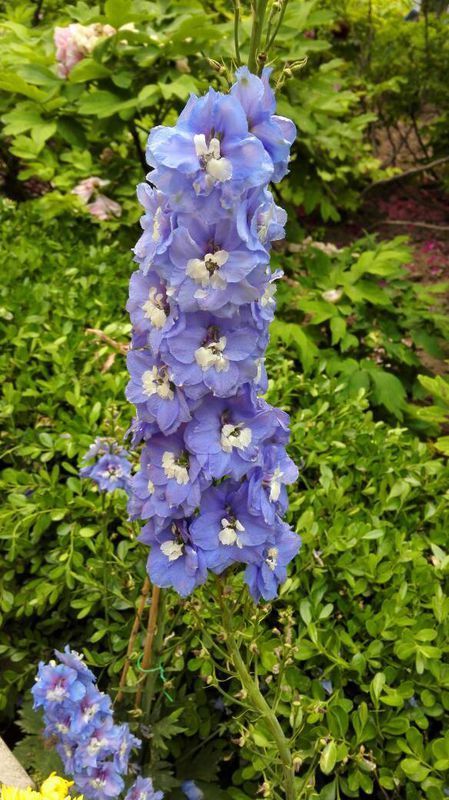 请问这种耦合色的,一串串的花叫什么名字_360