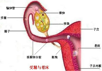 精子与卵细胞结合成受精卵的部位和胚泡着床的