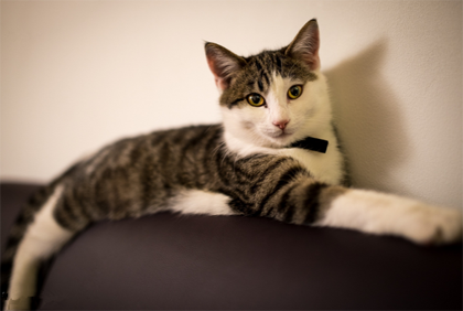 什么宠物猫便宜 不同品种的猫咪价格不同_360