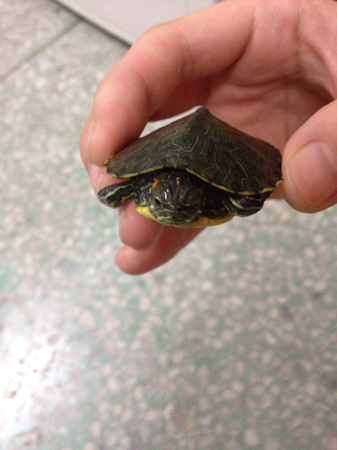 今天发现这巴西龟一动不动,摸也没反应,眼睛睁