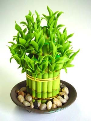 金命房间适合摆什么花草_360问答