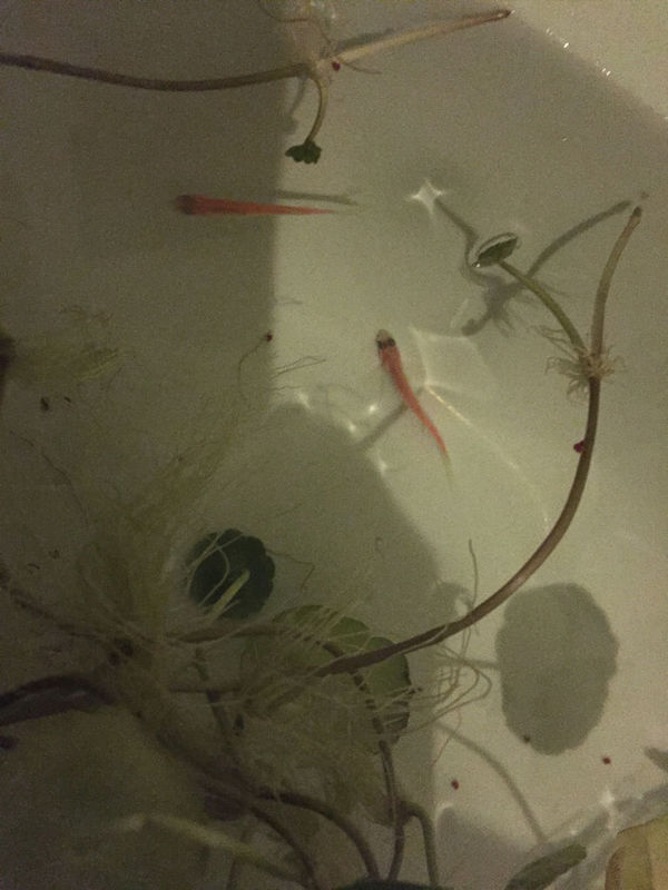 懂得人看一下,我养的红斑马鱼其中有一条游一