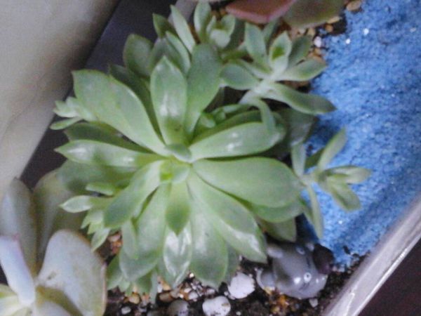 这是哪种多肉植物?(叶子的顶端有一点点紫红)