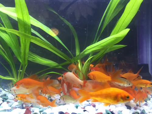 第一次养鱼,刚买的小鱼为什么总在鱼缸底部游