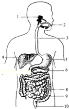 如图为人体消化系统示意图,请据图回答:(1)人体