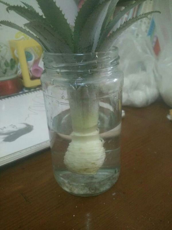 在家种植菠萝必须把根须风干后才可以泡在水中
