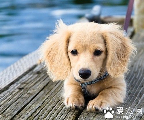 宠物狗训练教程 了解到引导再到鼓励_360问答