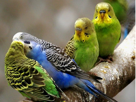 虎皮鹦鹉价格 选购虎皮鹦鹉的几个小技巧_360