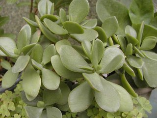 玉树无叶根可以扦插吗_360问答