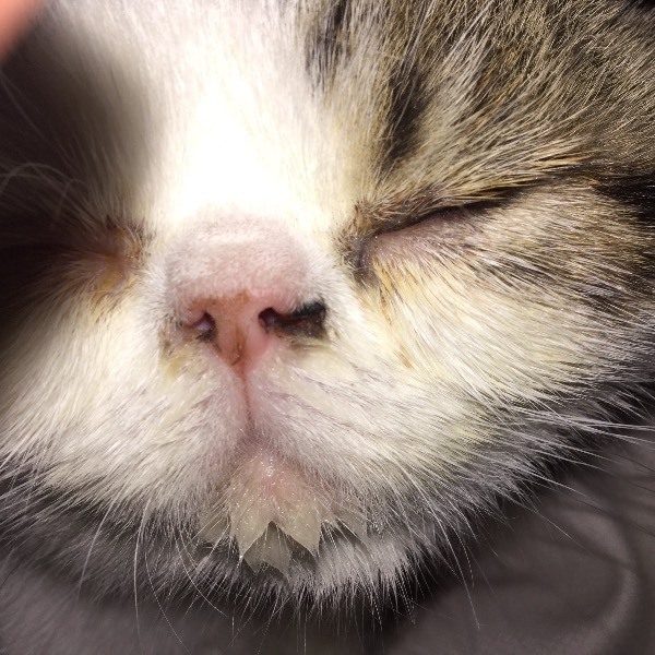 两个多月的加菲猫鼻子有一边是黑的,是不是发