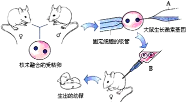 如图是转基因鼠的研制过程.通过这种方法将大