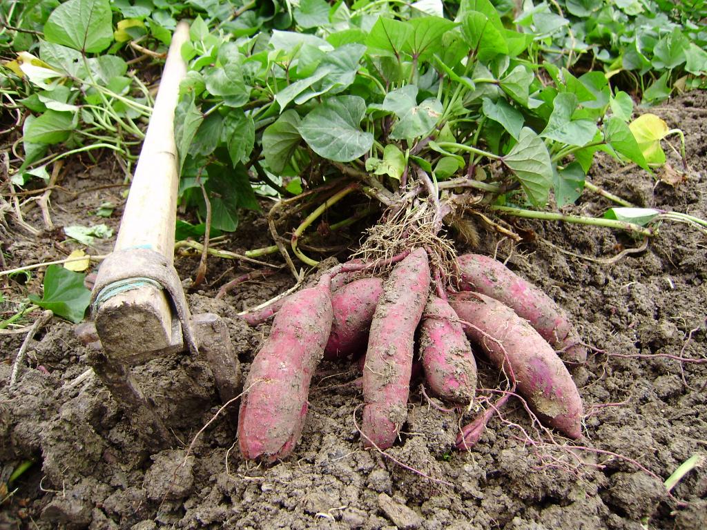 红薯的种植时间和方法（又到了种红薯的季节，红薯啥时候种、怎么种？看看农村俗语就知晓） | 说明书网