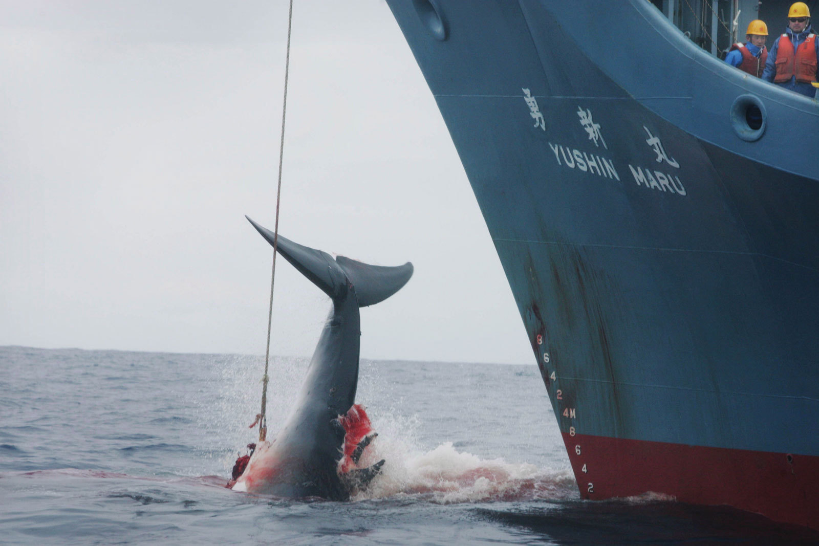 日本捕鲸业 - 快懂百科