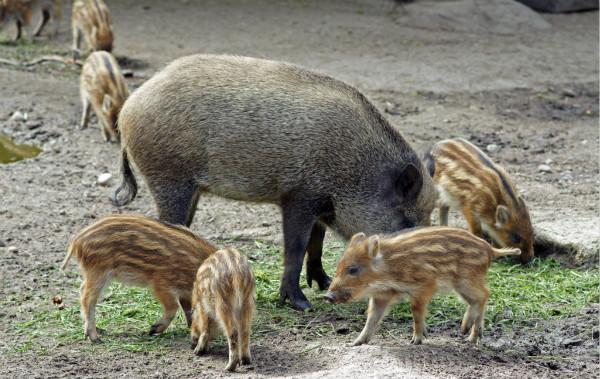 什么是特种养殖 t01c70e884e0ae35004.jpg?size=600x379