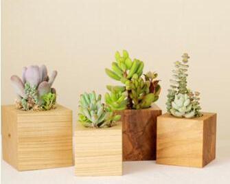 多肉植物的泥土怎么一层一层的铺上去_360问