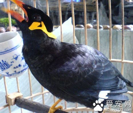 鹩哥说话 调教鹩哥学唱和说话从幼鸟开始_360