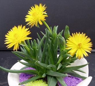 这个盆栽是什么植物啊?有点像芦荟,但是没有刺