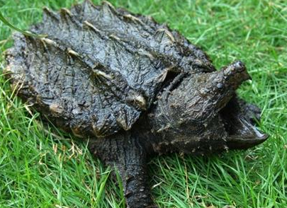 大鳄龟怎么养 它们的食量是非常大的_360问答