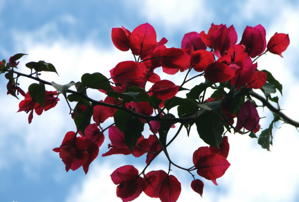 铁三角花是什么花_360问答