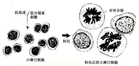 淋巴细胞的转化过程示意图